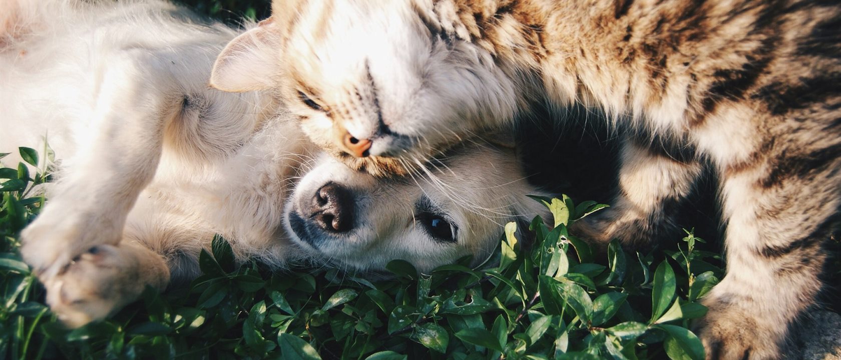 Um cachorro e um gato deitados juntos na grama, ao sol