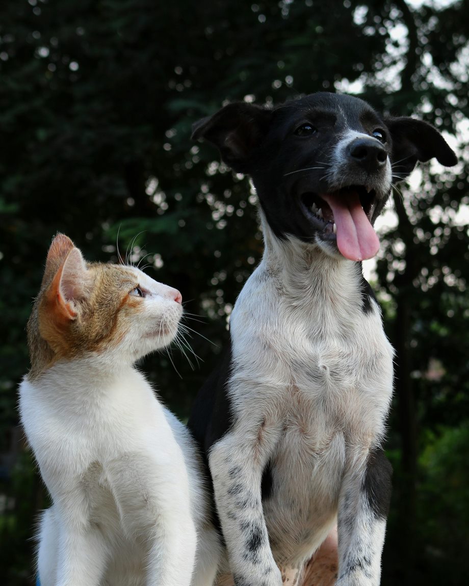 Um gato branco e laranja sentado ao lado de um cachorro preto e branco, os dois olhando para o mesmo lado